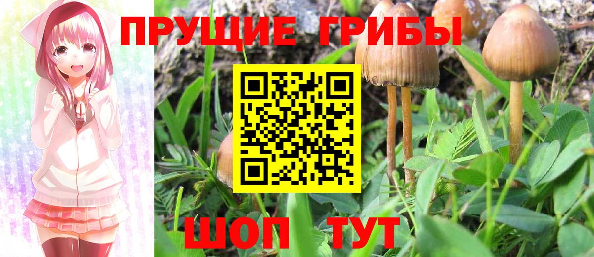Псилоцибиновые грибы Psilocybine cubensis Муром